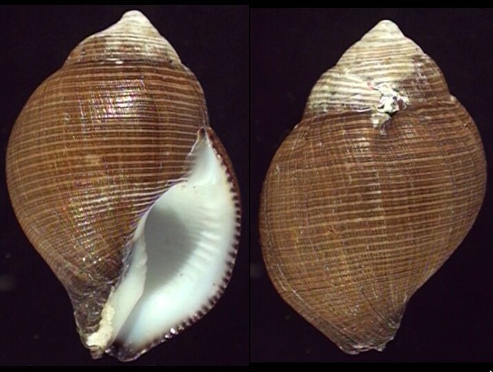 All shells - ShellBrothers - All shells