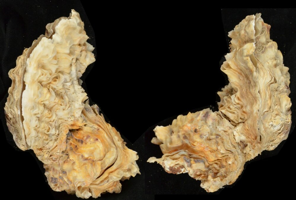 All shells - ShellBrothers - All shells