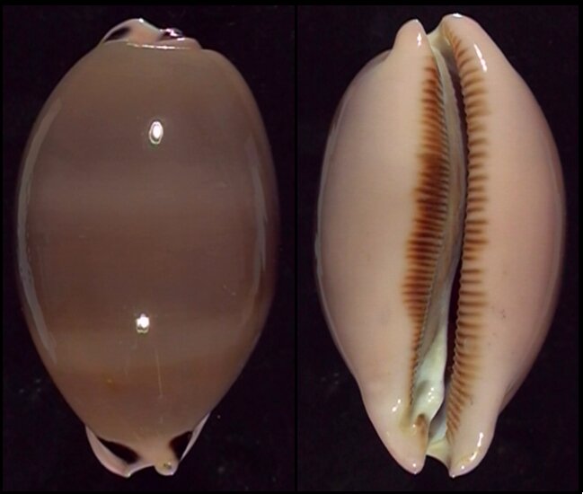 Top Shell Arge Shell Top shells - ShellBrothers - Top shells