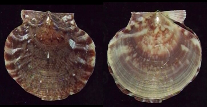 All shells - ShellBrothers - All shells