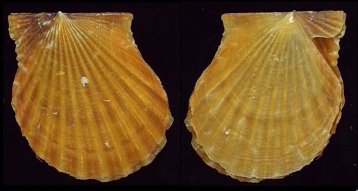 All shells - ShellBrothers - All shells