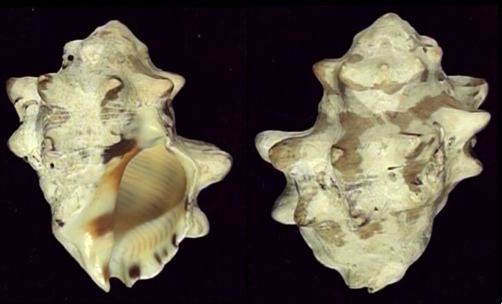 Thais Shell All shells - ShellBrothers - All shells