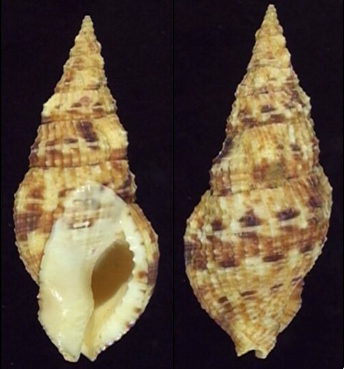 All shells - ShellBrothers - All shells