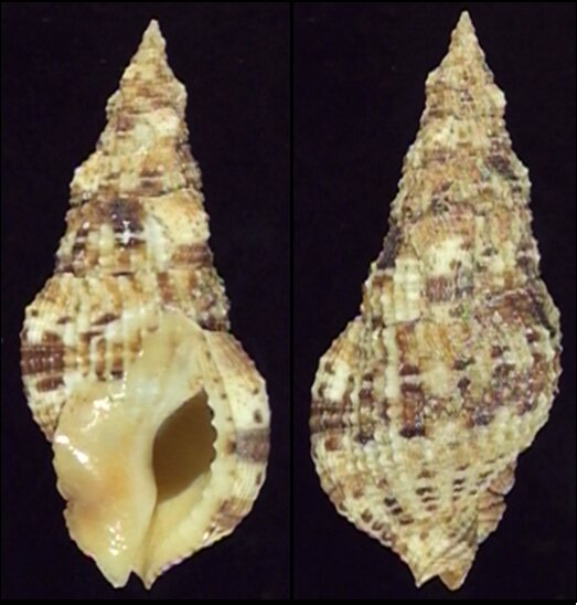 All shells - ShellBrothers - All shells