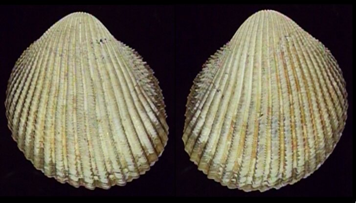 All shells - ShellBrothers - All shells