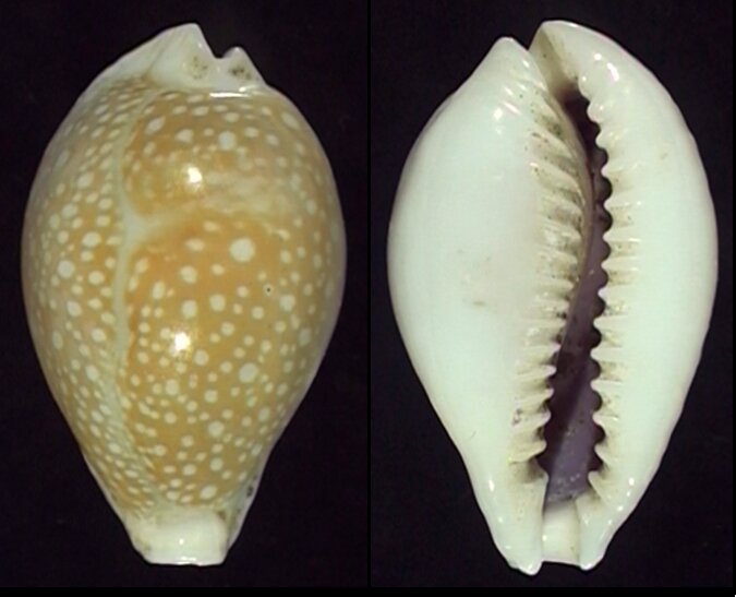 New shells - ShellBrothers - New shells