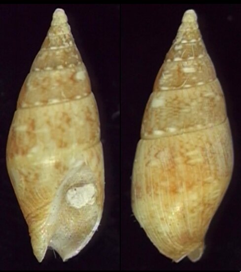 Pyrene Shell All shells - ShellBrothers - All shells