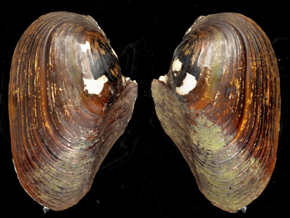 Unionidae Shell All shells - ShellBrothers - All shells