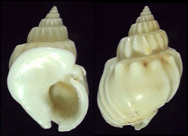 Nassarius Shell Types All shells - ShellBrothers - All shells
