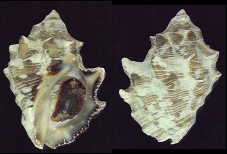 Thais Shell All shells - ShellBrothers - All shells