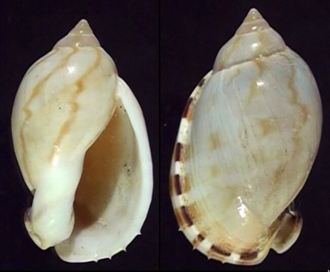 All shells - ShellBrothers - All shells
