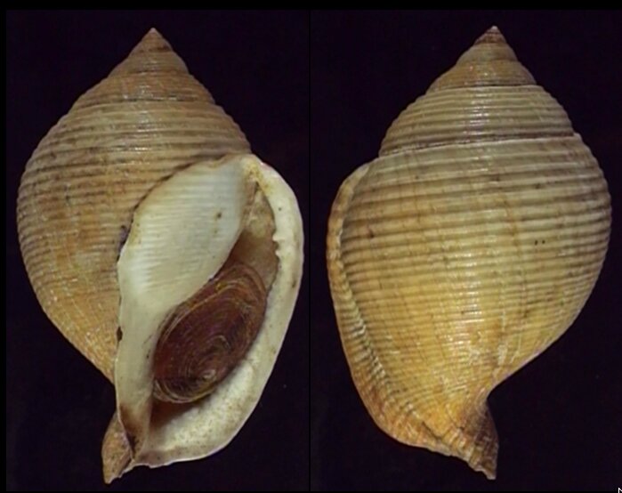 New shells - ShellBrothers - New shells