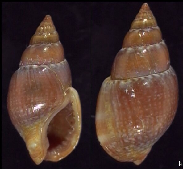 Nassarius Shell Types All shells - ShellBrothers - All shells