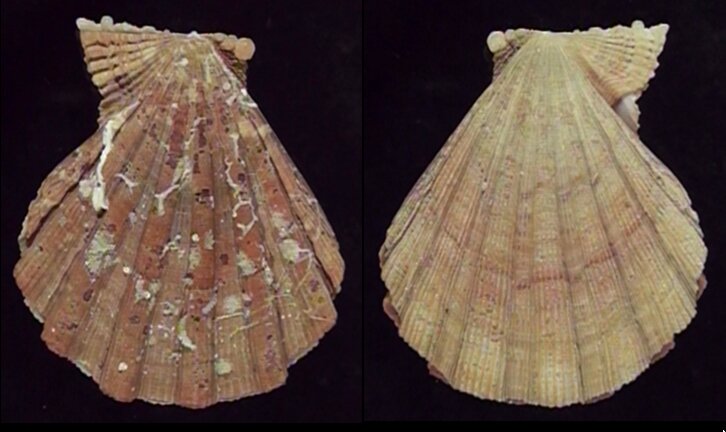 All shells - ShellBrothers - All shells