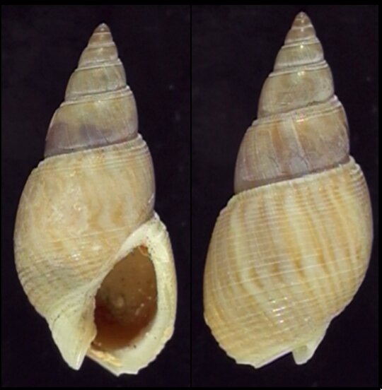 All shells - ShellBrothers - All shells