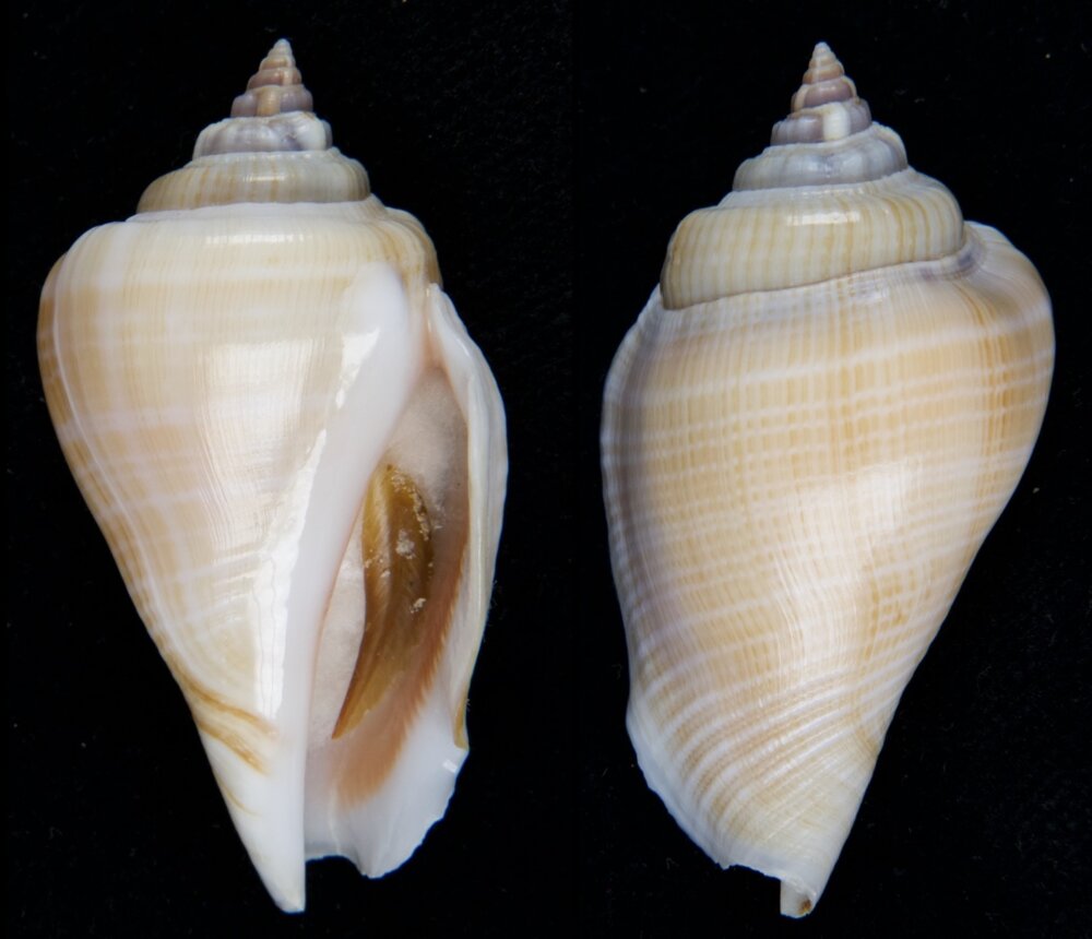 New shells - ShellBrothers - New shells