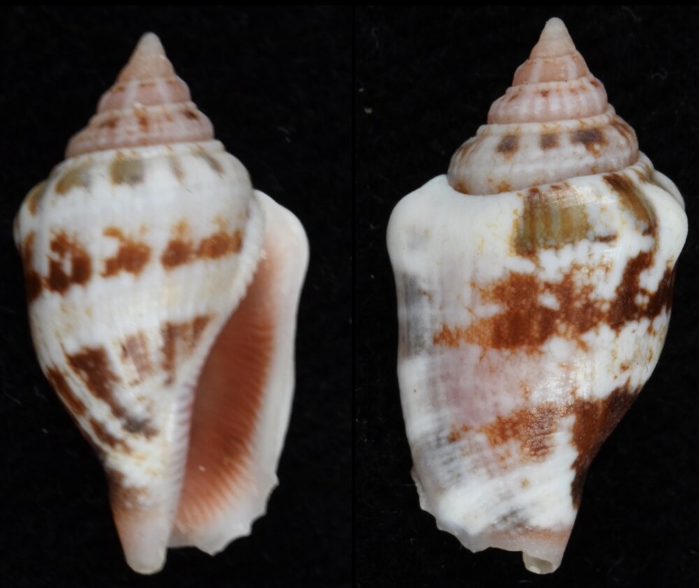 All shells - ShellBrothers - All shells