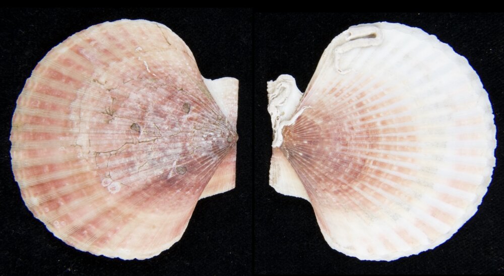 All shells - ShellBrothers - All shells