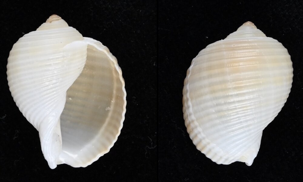 Tonmya Shell All shells - ShellBrothers - All shells