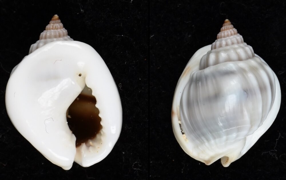 New shells - ShellBrothers - New shells