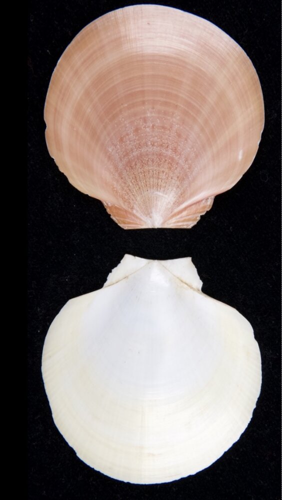 All shells - ShellBrothers - All shells