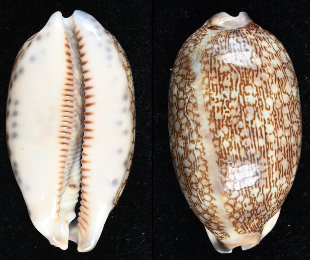 New shells - ShellBrothers - New shells