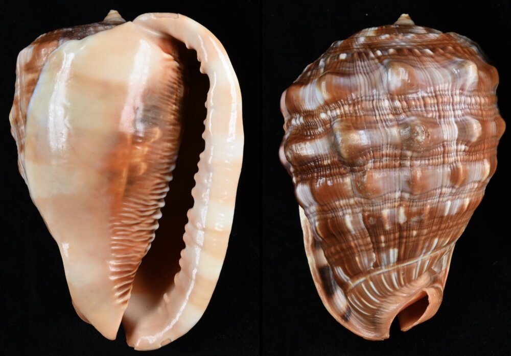 All shells - ShellBrothers - All shells