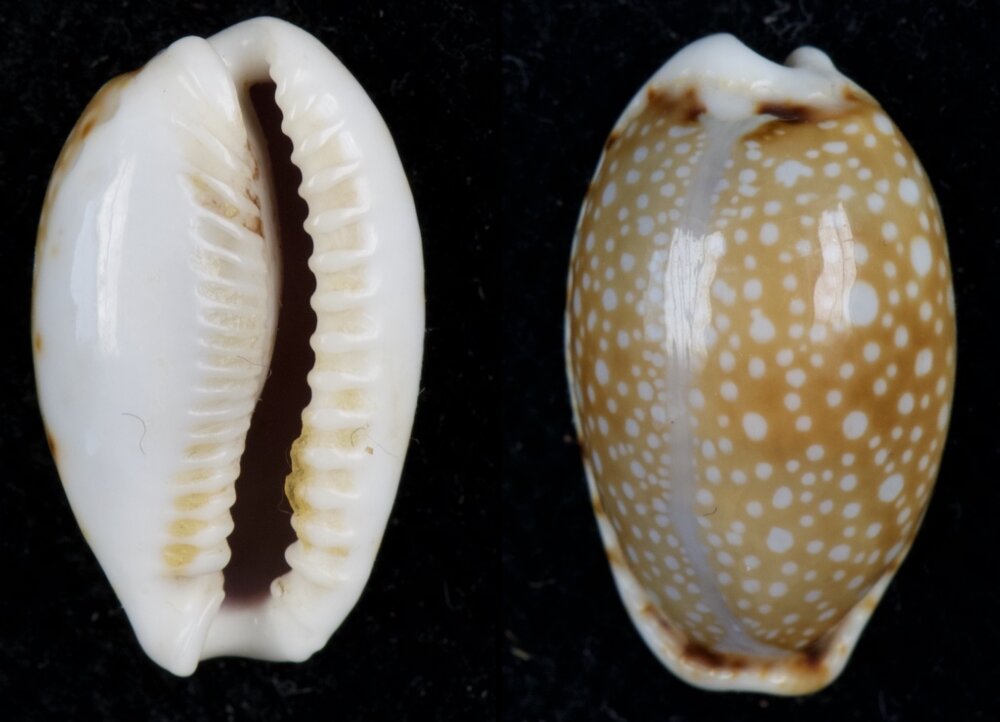 Rogue Shells New shells - ShellBrothers - New shells