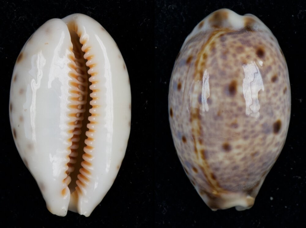 Shell Pleads New shells - ShellBrothers - New shells