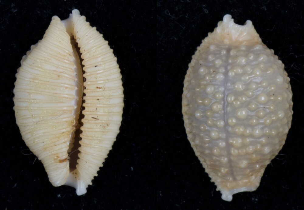 New shells - ShellBrothers - New shells