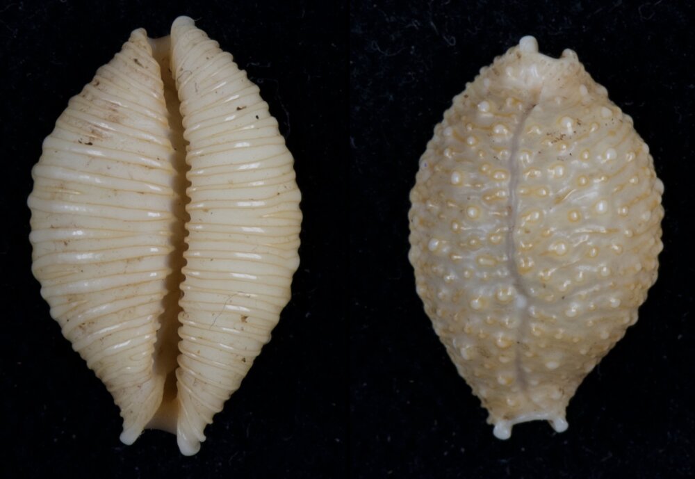 Fletche Shells New shells - ShellBrothers - New shells