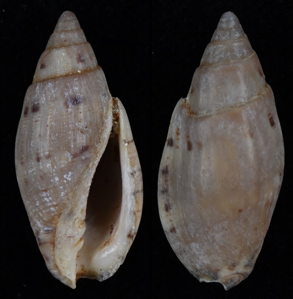 All shells - ShellBrothers - All shells