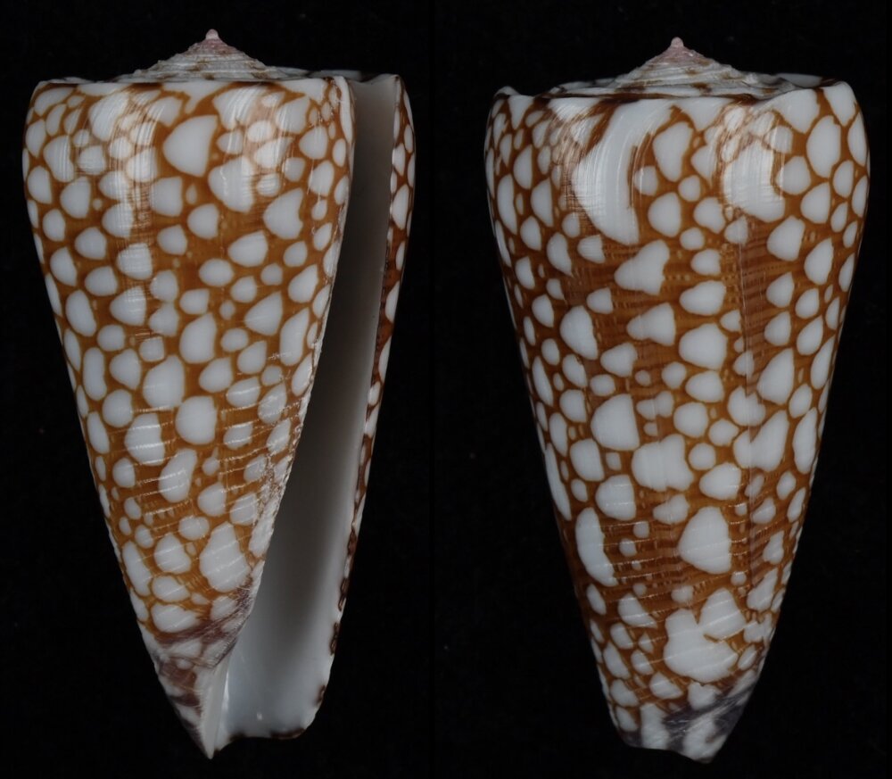 Shell Brot
