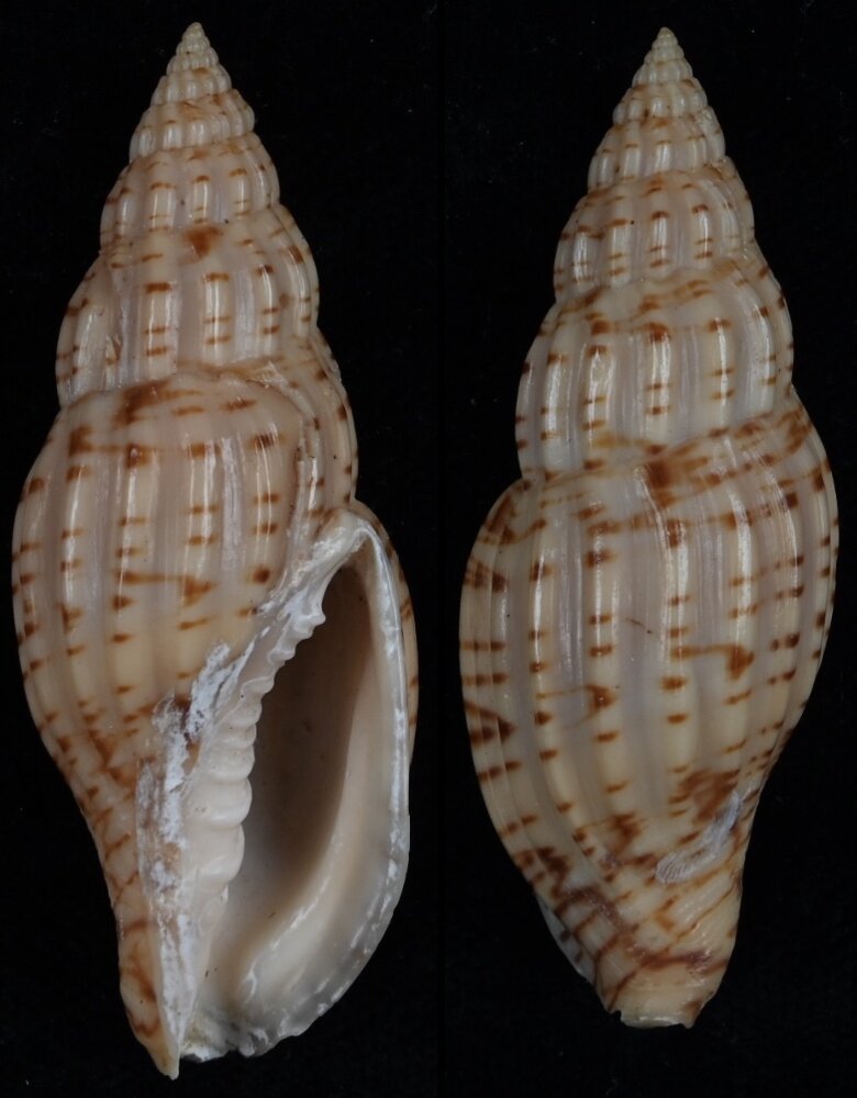 All shells - ShellBrothers - All shells