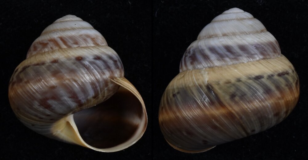 All shells - ShellBrothers - All shells