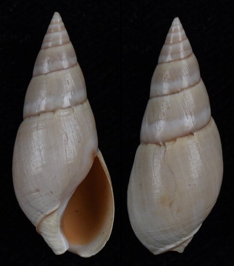 All shells - ShellBrothers - All shells