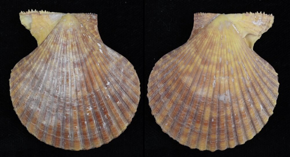 Clementia Shell All shells - ShellBrothers - All shells