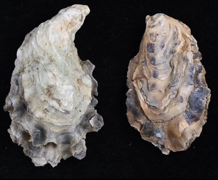 All shells - ShellBrothers - All shells
