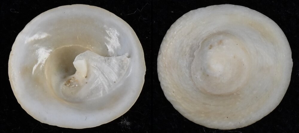 All shells - ShellBrothers - All shells