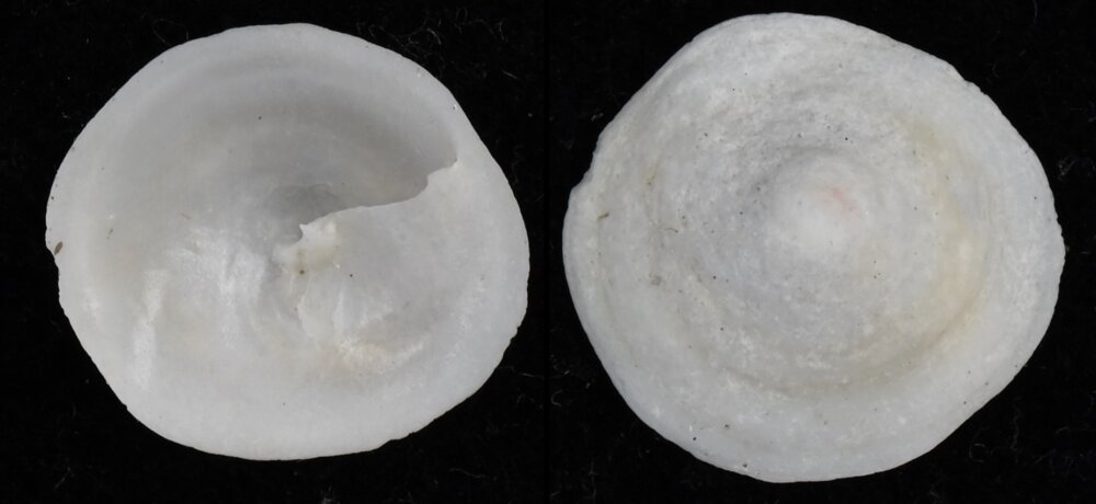 All shells - ShellBrothers - All shells