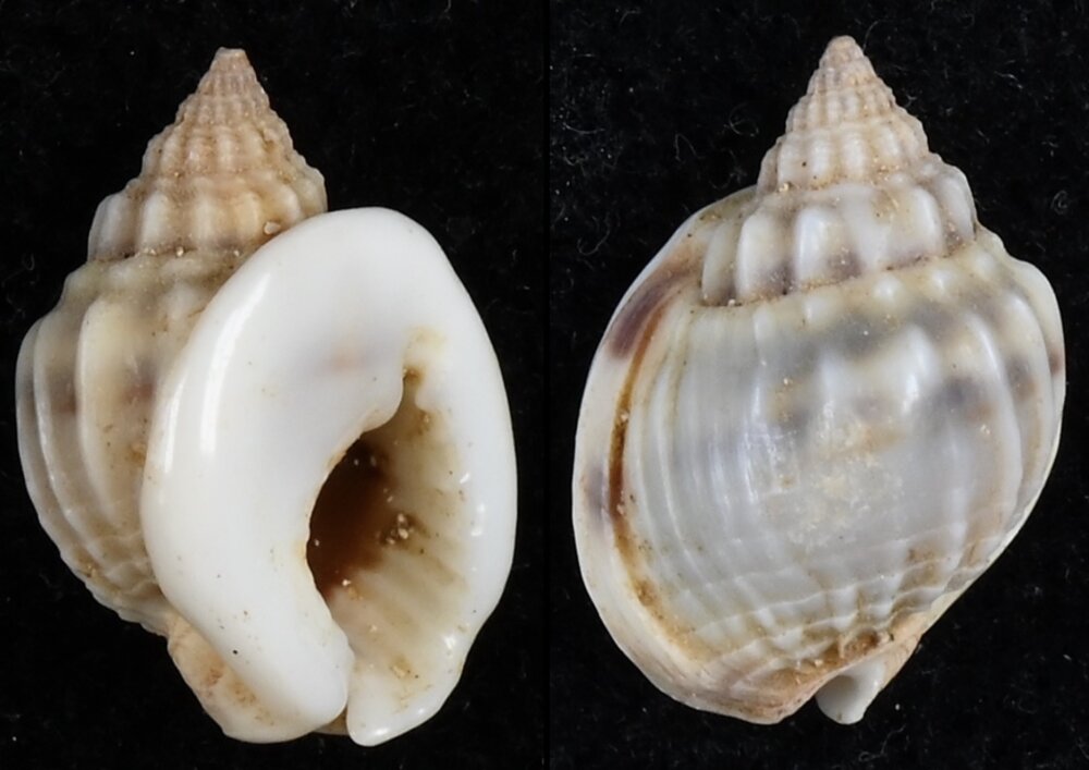 Nassarius Shell Types All shells - ShellBrothers - All shells