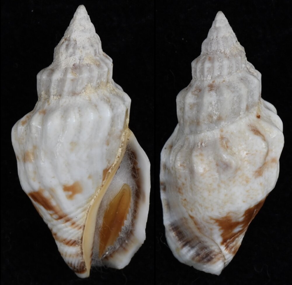 All shells - ShellBrothers - All shells