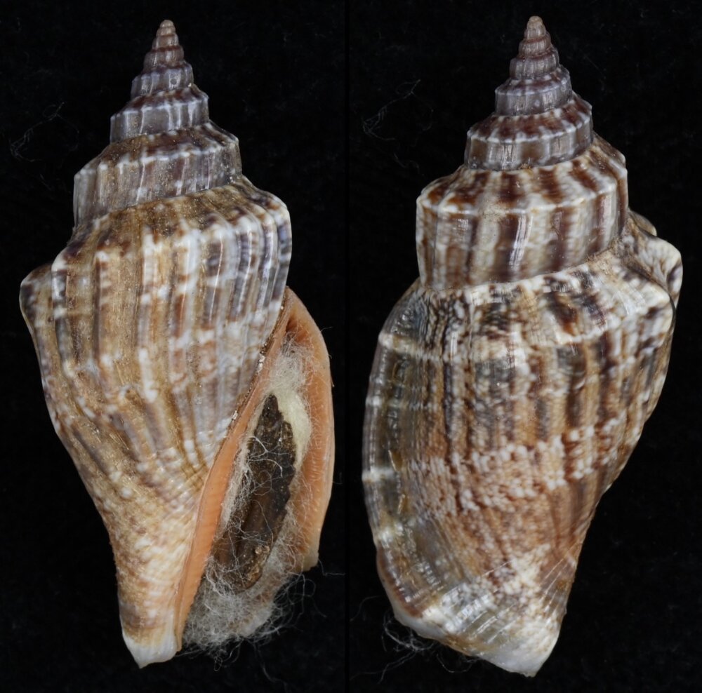 All shells - ShellBrothers - All shells