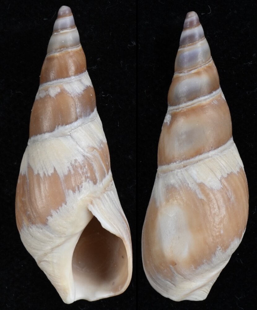 All shells - ShellBrothers - All shells