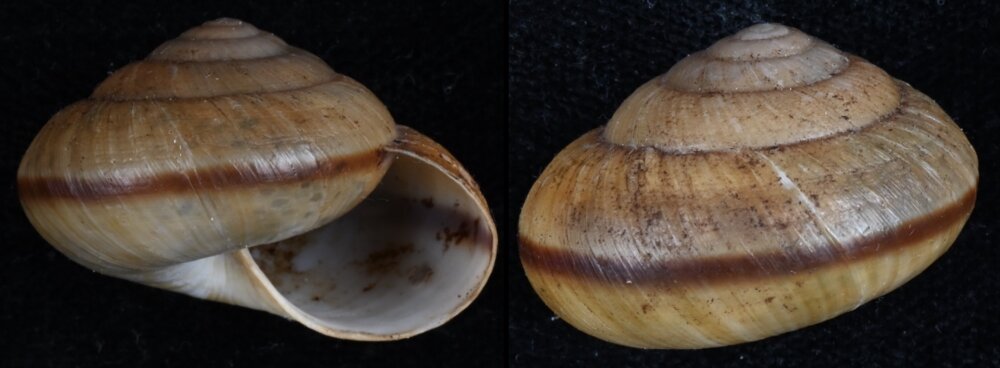 All shells - ShellBrothers - All shells