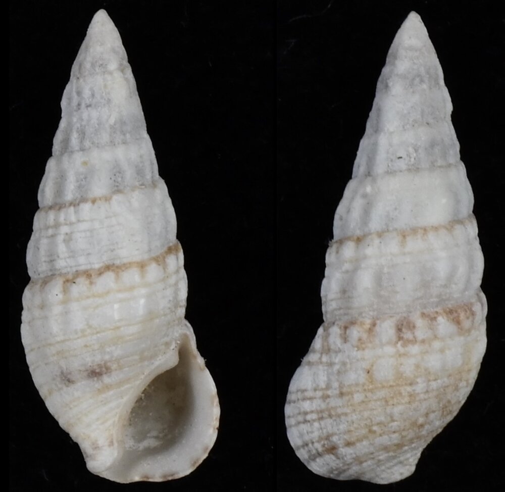 All shells - ShellBrothers - All shells