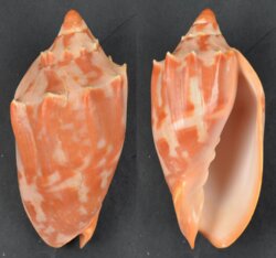 Cymbiola aulica