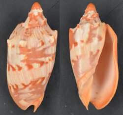 Cymbiola aulica