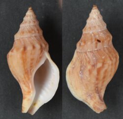 Euthria ponsonbyi