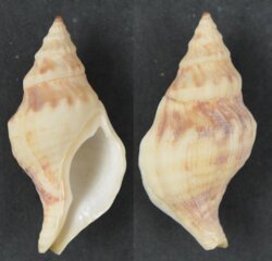 Euthria ponsonbyi
